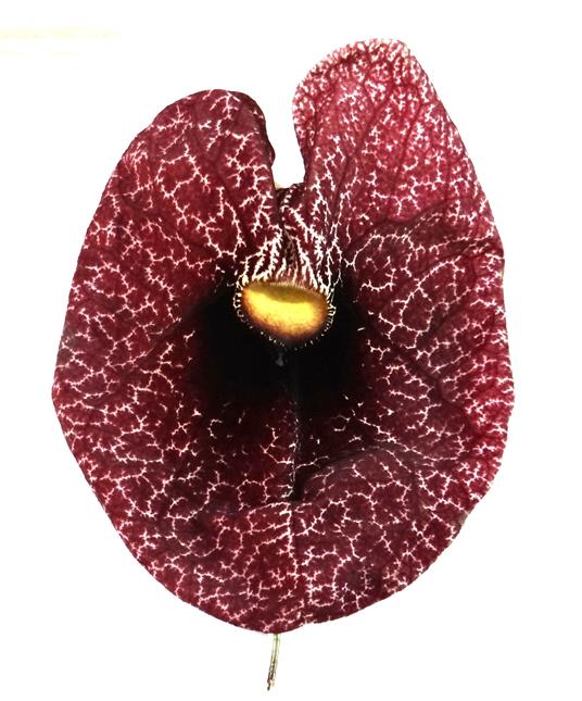 Aristolochia littoralis